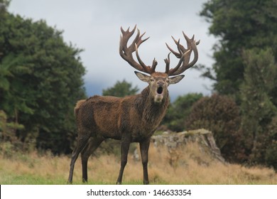 Closeup New Zealand Roaring Red Stag With Huge Rack And Open Mouth Looking At Camera