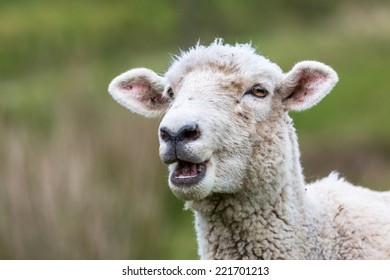 Closeup of New Zealand Sheep - Shutterstock ID 221701213