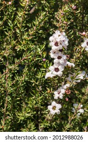 Closeup Of New Zealand Tea Tree Bush With White Flowers In Bloom