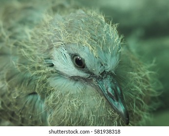 closeup of newborn baby dove, hatched in two weeks