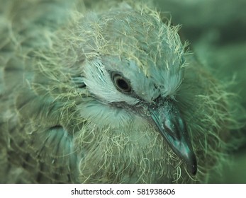 closeup of newborn baby dove, hatched in two weeks