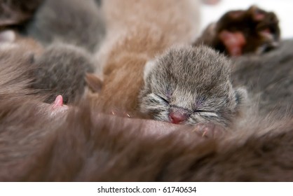 close-up newborn british kitten eating and sleeping