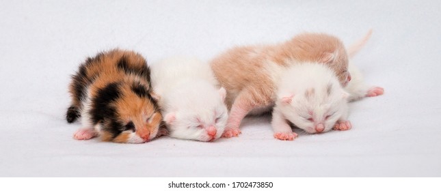 Close-Up Newborn Kitten On White Background