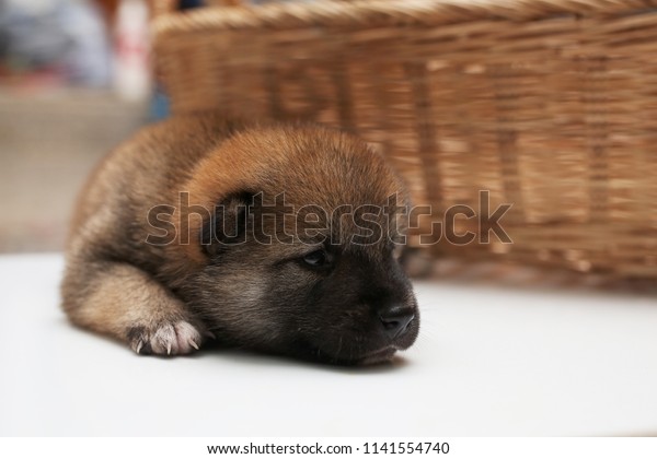 Closeup Newborn Shiba Inu Puppy Japanese Stock Photo Edit