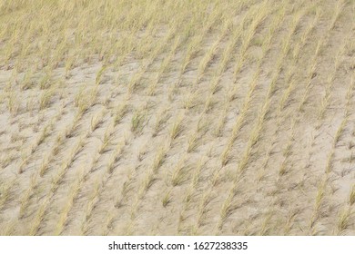 A Close-up Of Newly Planted European Beachgrass In The Dunes