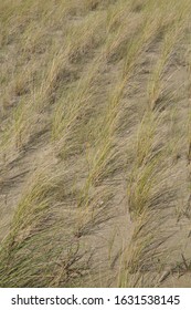 A Close-up Of Newly Planted European Beachgrass In The Dunes