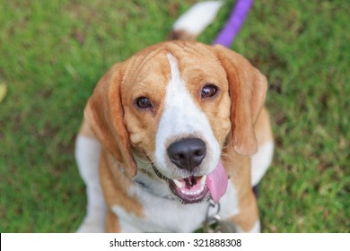 Close-up nice beagle dog boy smell on green grass