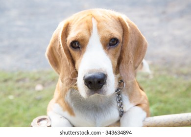Close-up nice beagle dog boy looking on floor