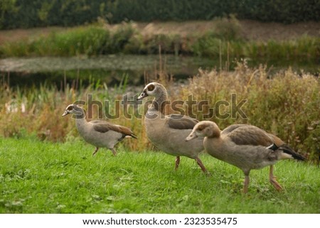 Image, Stock Photo Nile geese of the genus Alopochen aegyptiaca on the shore of Lake Phoenix in the light of the evening sun in the Hörde district of Dortmund in Westphalia