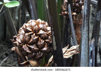 Closeup Nipa Palm Fruits Stock Photo 1805462671 | Shutterstock