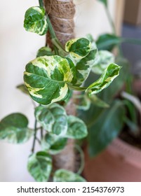 Closeup Of A N'joy Photos Money Plant Hanging Branch With Selective Focus