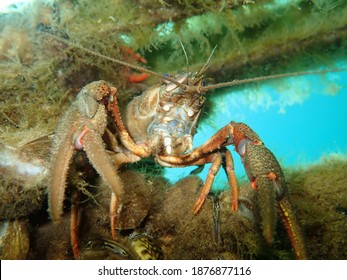 A Closeup Of A Noble Crayfish In A Lake Under The Lights In Germany