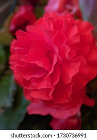 Close-up Of Non Stop Begonias