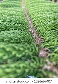 Closeup Norfolk Island Pine (Araucaria Heterophylla) Green Leaves.