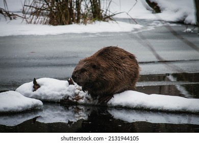 A Closeup Of A North American Beaver In Winter