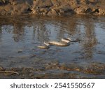 A close-up of a North American snake (Nerodia sipedon) slithering on a muddy riverbed