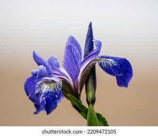 Close-up of the Northern Blue Flag, Iris Versicolor. - Shutterstock ID 2209472105