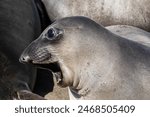 Closeup, Northern Elephant seal (Mirounga angustirostris) in Cambria, California. Looking to side, mouth open.
