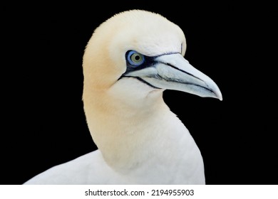 Close-up of a Northern gannet (Morus bassanus) isolated on black background. Portrait of a white seabird with copy space.