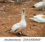 A closeup of a Northern gannet perched on the ground