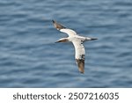 A closeup of a Northern Gannet seabird flying over a gannet colony in the Atlantic Ocean. The large gannet is a white seabird with a yellow head and black wingtips. The bill is long and pointy. 