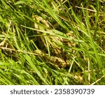 Closeup of a northern leopard frog almost undetectable in the tall grasses.