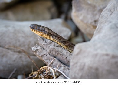 Closeup of Northern Water Snake basking on a flat rock - Shutterstock ID 2140544015