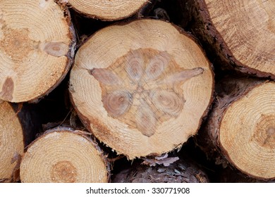 Closeup Of Norway Pine (Pinus Resinosa) Bolts