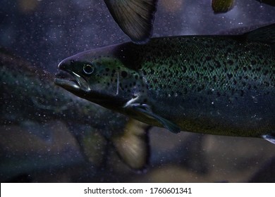 Closeup Norwegian Salmon In Shoal 