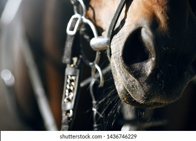Closeup of the nose of Bay horse, which is wearing a snaffle and noseband. The muzzle of the horse is illuminated by bright side lighting