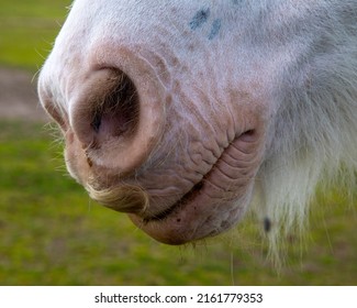 5,899 Hairy horse Images, Stock Photos & Vectors | Shutterstock