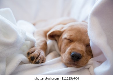 Close-up of puppy’s nose / Two months old vizsla mix puppy sleeping on white sheets

