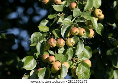 A close-up of numerous small wild pears (Pyrus pyraster) ripening on a leafy tree branch in a sunny orchard, showcasing natural abundance and organic agriculture.
