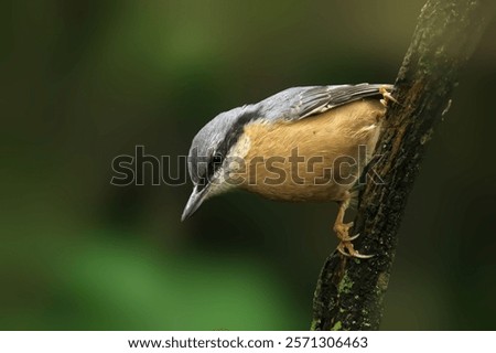 A close-up of a nuthatch perched on a tree branch against a blurred green background.