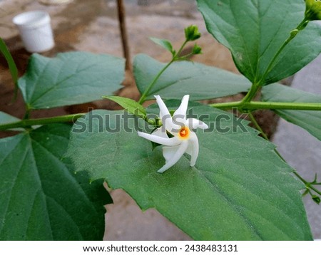 Closeup of Nyctanthes arbor-tristis Plant with white orange small night blooming flower. Also known Parijat, Harshringar plant in India. Its a medicinal plant.selective focus 