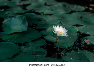 A Closeup Of Nymphaea Odorata, Also Known As The American White Waterlily 