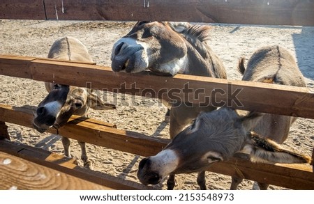 close-up o a three funny donkeys behind a wooden fence