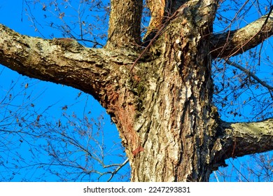 Closeup of a oak tree trunk with many branches against a blue sky