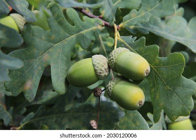 Closeup of oaknuts on the branch of oaktree in the background of green oakleaves on a summer day in Kaunas, Lithuania