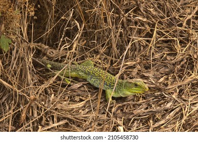 close-up of ocellated lizard among the undergrowth - Shutterstock ID 2105458730