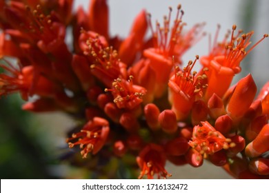 Closeup Of Ocotillo Plant Flowers