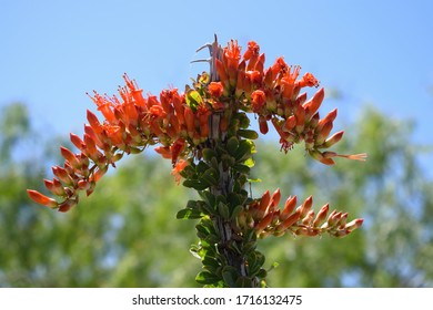 Closeup Of Ocotillo Plant Flowers