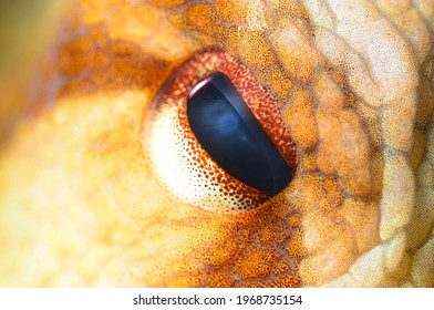 octopus eyes