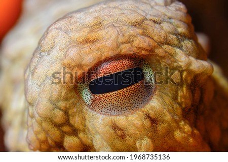 Close-up octopus eye (Octopus vulgaris Cuvier, 1797) Gallipoli, Canakkale, Turkey