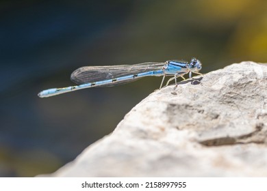 A Closeup Of An Odonata In A Park In A Daylight