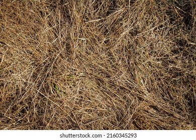 Closeup of old aged dry grass straw texture background. Macro of a textured eco natural backdrop.