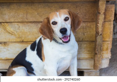 Closeup Of Old Beagle Dog