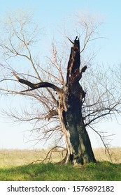 Closeup Of An Old Burnt Tree In Spring.  