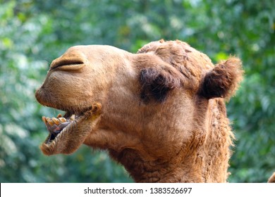 closeup-old-camels-head-that-260nw-1383526697.jpg