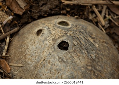 Close-up of an old coconut shell on the ground that looks like a face or a mask. Concept of forgotten things and nature